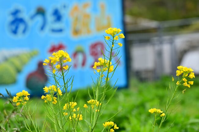 飯山花の里のナノハナの写真