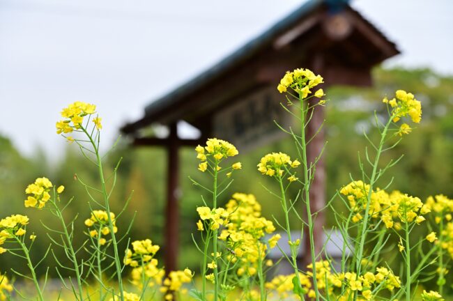 飯山花の里のナノハナの写真