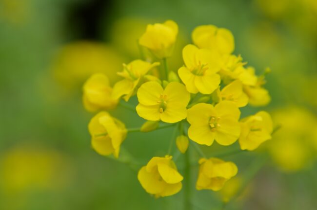 飯山花の里のナノハナの写真