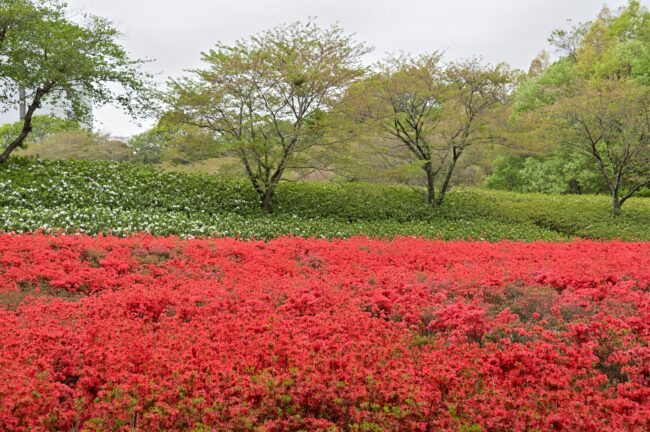 あつぎつつじの丘公園のツツジの写真