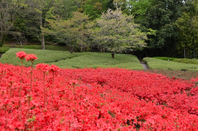 あつぎつつじの丘公園のツツジの写真