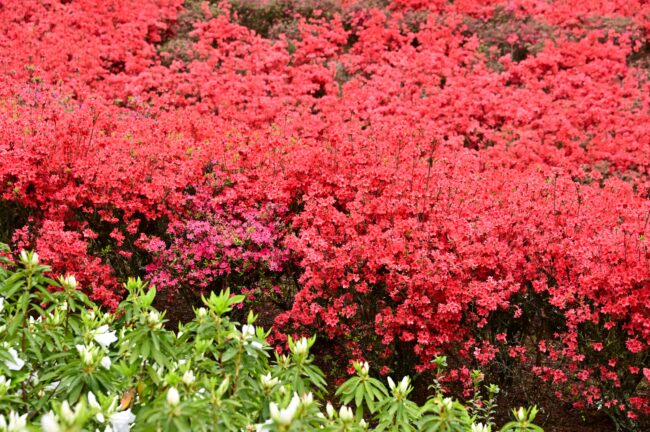 あつぎつつじの丘公園のツツジの写真