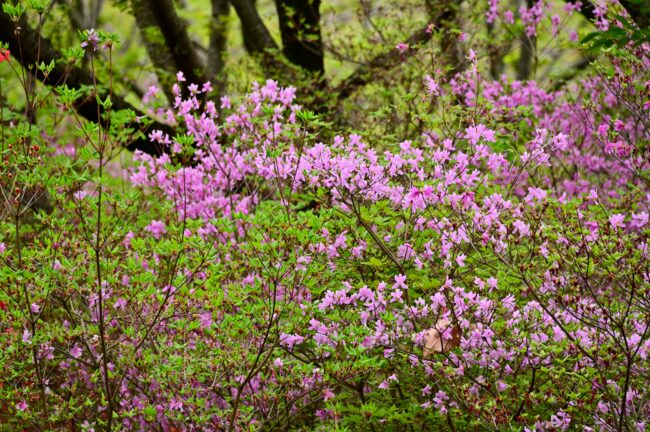 あつぎつつじの丘公園のツツジの写真