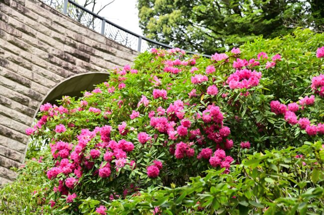 県立七沢森林公園のシャクナゲの写真