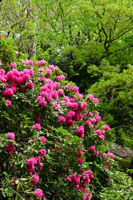 県立七沢森林公園のシャクナゲの写真