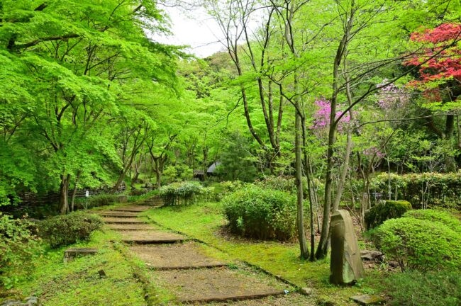 県立七沢森林公園の新緑の写真