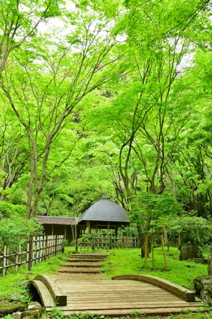 県立七沢森林公園の新緑の写真