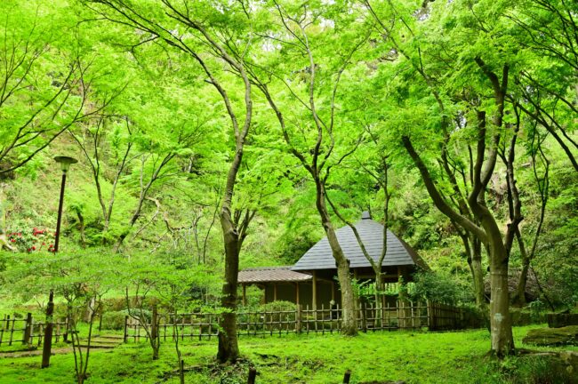 県立七沢森林公園の新緑の写真