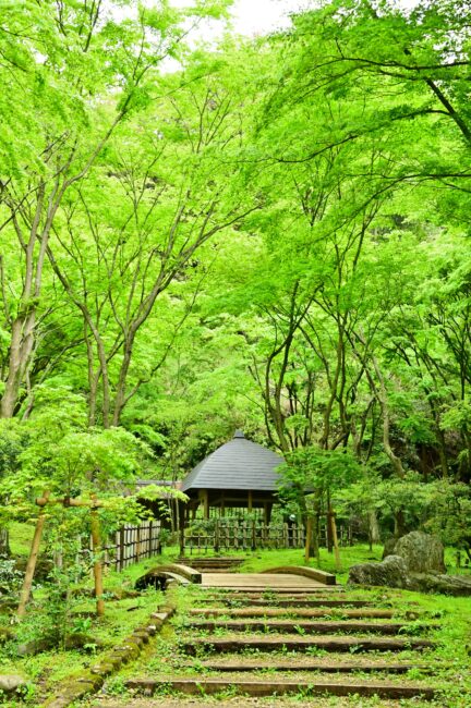 県立七沢森林公園の新緑の写真