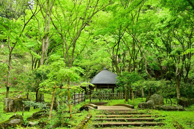 県立七沢森林公園の新緑の写真