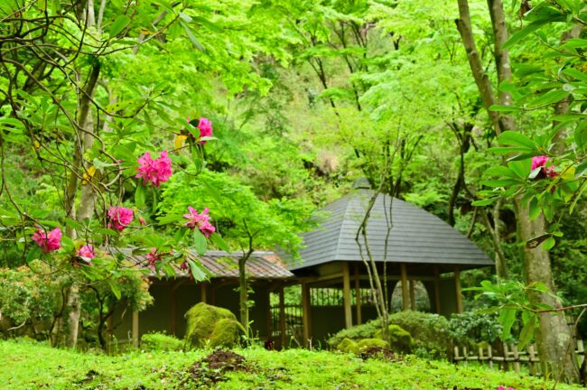 県立七沢森林公園の新緑の写真