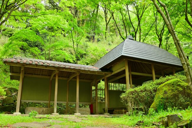 県立七沢森林公園の新緑の写真