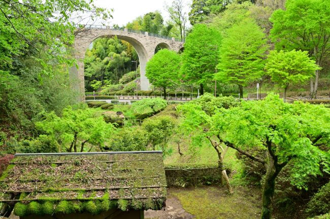 県立七沢森林公園の新緑の写真