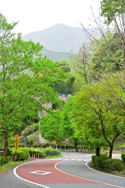 県立七沢森林公園の新緑の写真