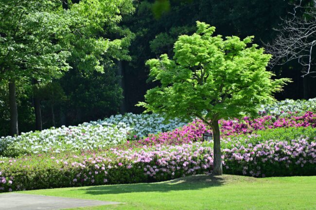 あつぎつつじの丘公園のツツジの写真