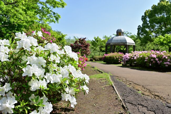 あつぎつつじの丘公園のツツジの写真