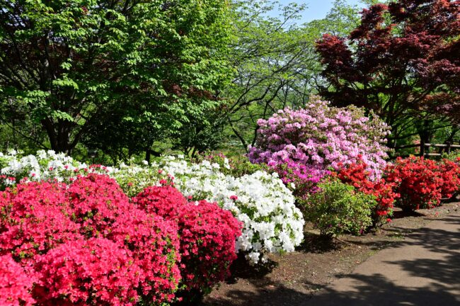 あつぎつつじの丘公園のツツジの写真