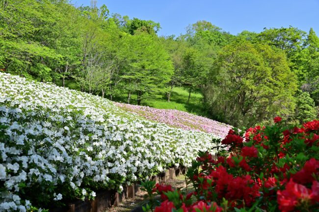 あつぎつつじの丘公園のツツジの写真