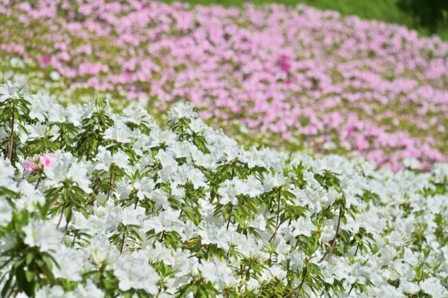 あつぎつつじの丘公園のツツジの写真