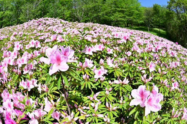 あつぎつつじの丘公園のツツジの写真