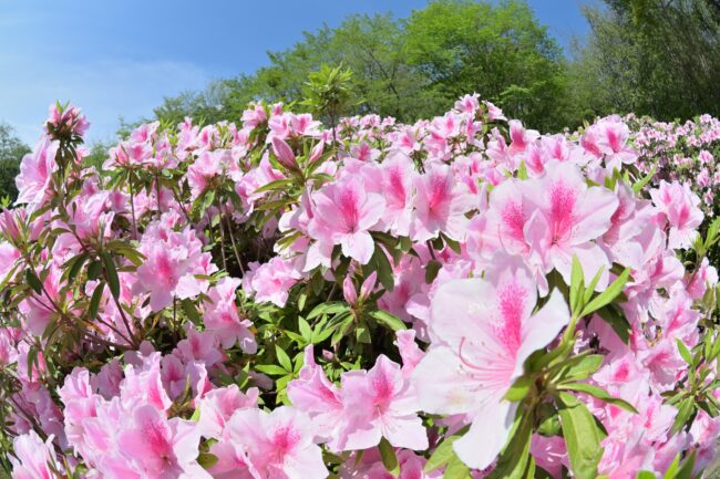 あつぎつつじの丘公園のツツジの写真