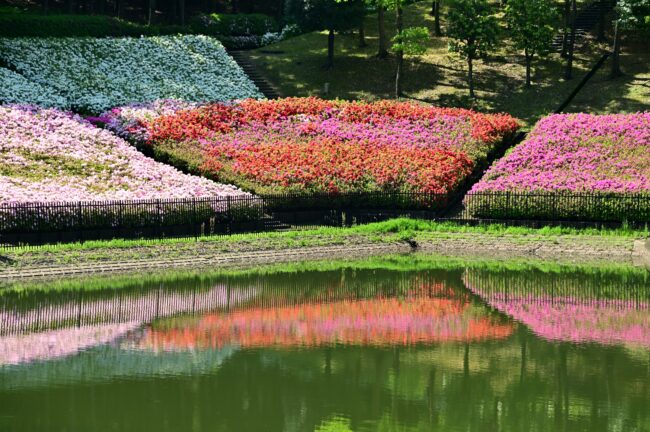 あつぎつつじの丘公園のツツジの写真