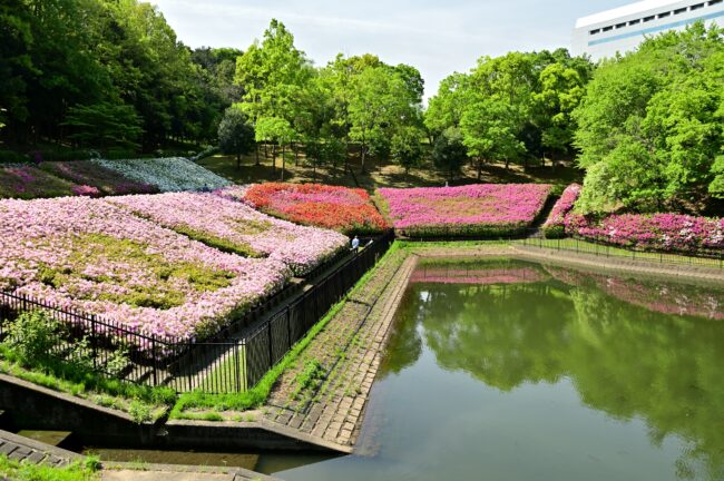 あつぎつつじの丘公園のツツジの写真