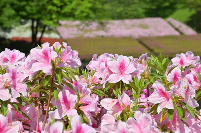 あつぎつつじの丘公園のツツジの写真