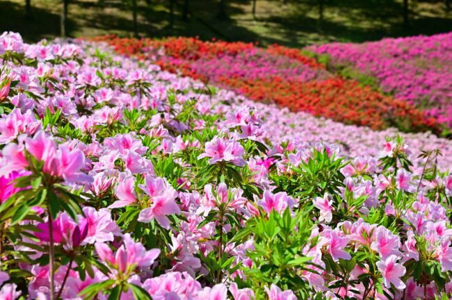 あつぎつつじの丘公園のツツジの写真