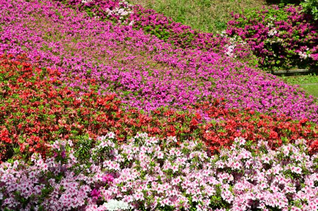 あつぎつつじの丘公園のツツジの写真