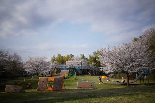 岩田山公園の桜