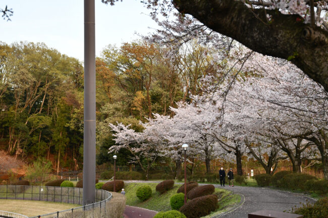 荻野運動公園の桜