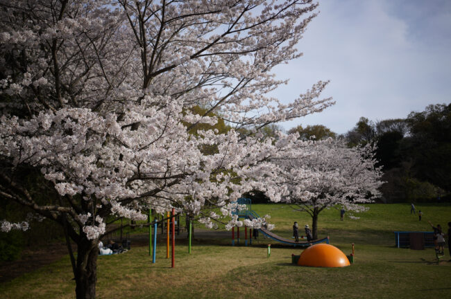 岩田山公園の桜