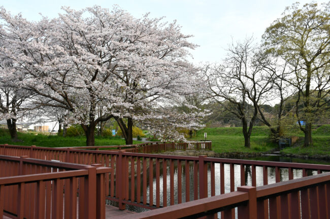 広町公園の桜