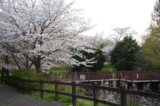 広町公園の桜