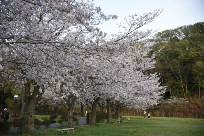 荻野運動公園の桜