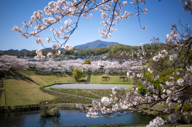 若宮公園の桜