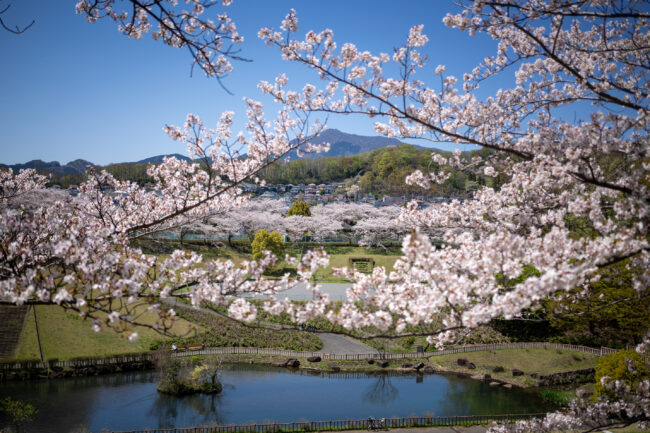 若宮公園の桜