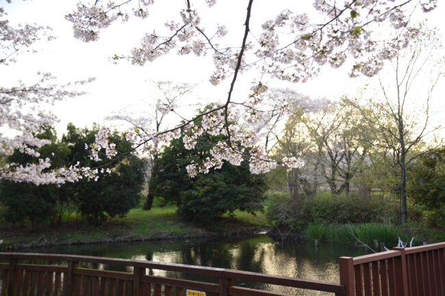 広町公園の桜