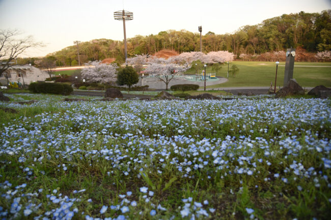 荻野運動公園のネモフィラ