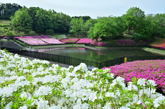 あつぎつつじの丘公園のツツジの写真