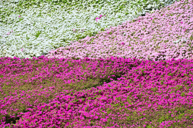 あつぎつつじの丘公園のツツジの写真