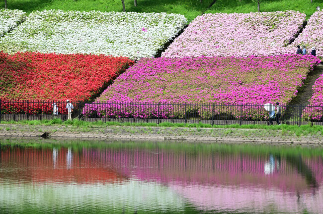 あつぎつつじの丘公園のツツジの写真