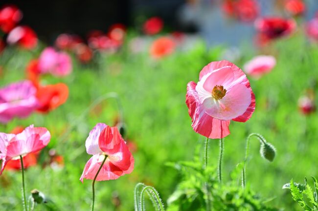 あつぎ飯山花の里のポピーの写真