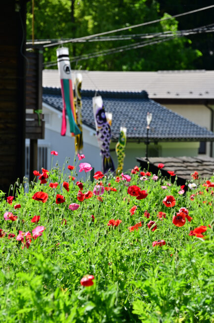 あつぎ飯山花の里のポピーの写真