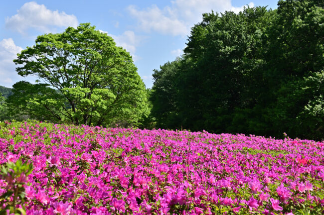 あつぎつつじの丘公園のツツジの写真