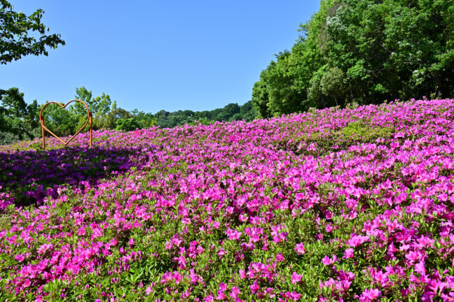 あつぎつつじの丘公園のツツジの写真