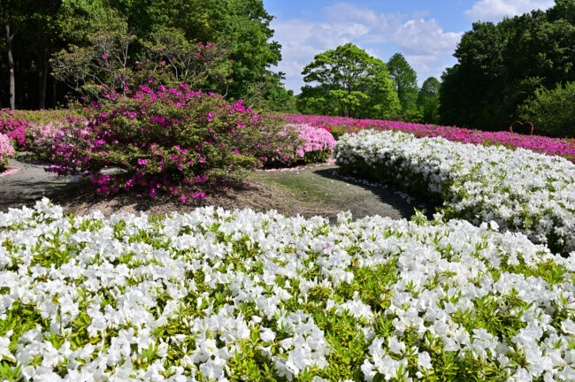 あつぎつつじの丘公園のツツジの写真