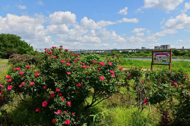 相模川ローズガーデンのバラの写真