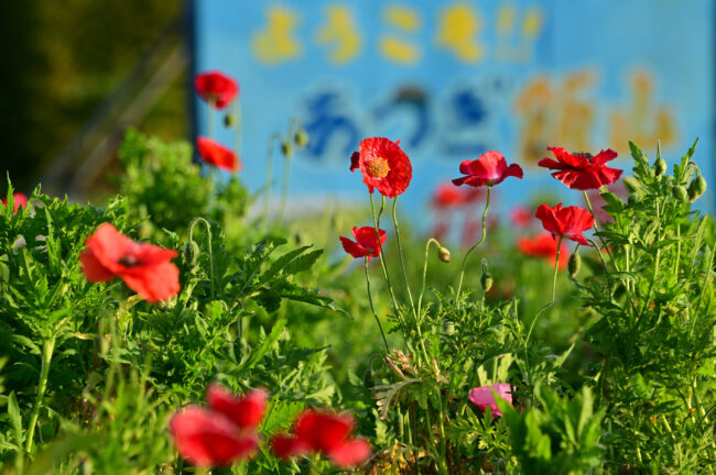 飯山花の里のポピーの写真